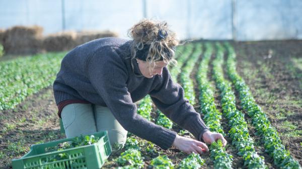 Landwirtin am Feld arbeitet