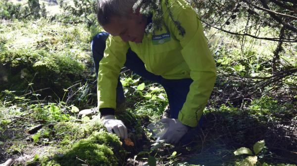 Aktivist beim Sammeln von Eierschwammerln