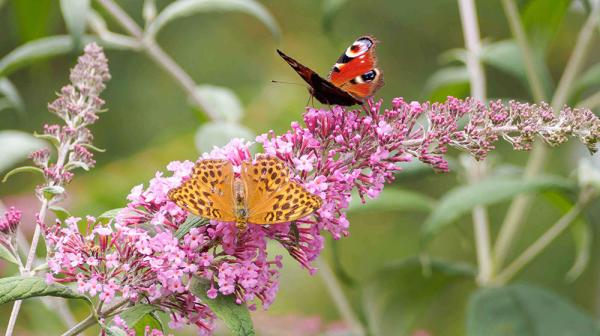 Schmetterlingsflieder