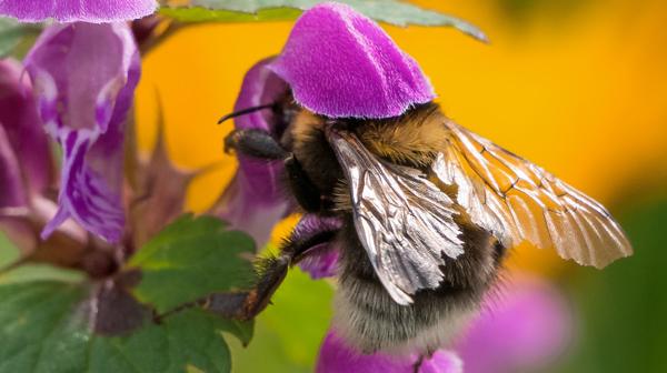 Hummel auf Taubnessel