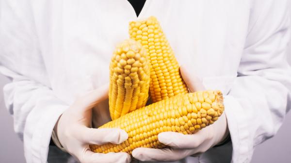 Gen-Mais, eine Person mit weißem Kittel hält drei Maiskolben