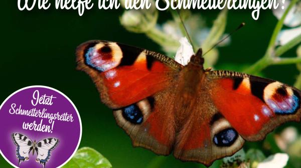 Wie helfe ich den Schmetterlingen?