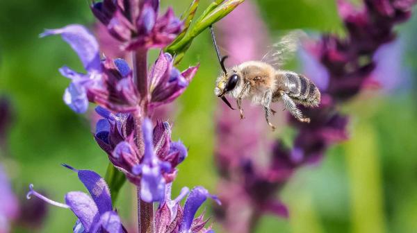 Wildbienen fliegt auf Salbei zu