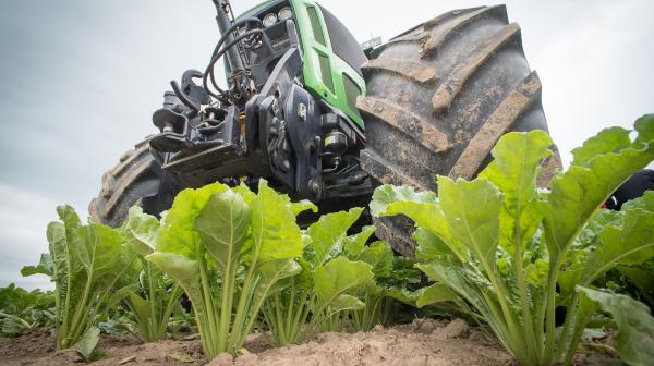 Traktor auf Zuckerrübenfeld
