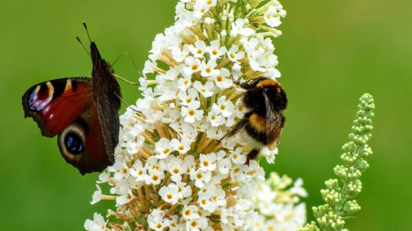 Schmetterling und Biene auf Blume