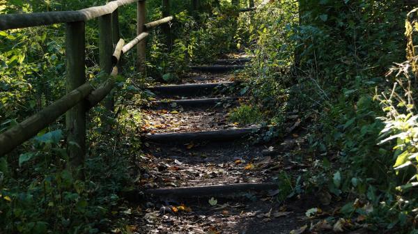 Treppen im Wald