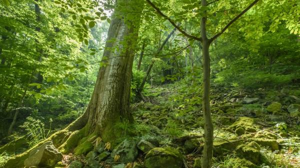 Naturwald