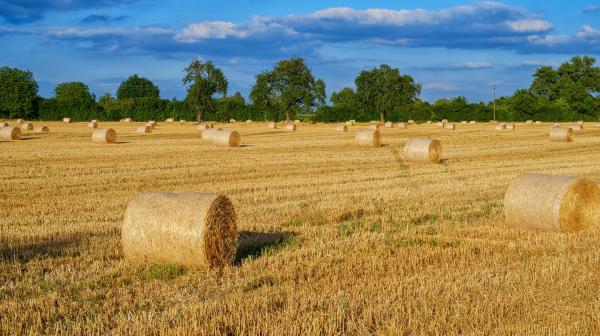 Strohballen auf einem Feld 