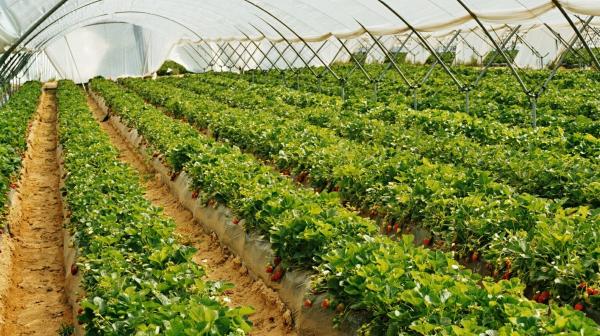 Erdbeeranbau Statusbericht chemische Pflanzenschutzmittel