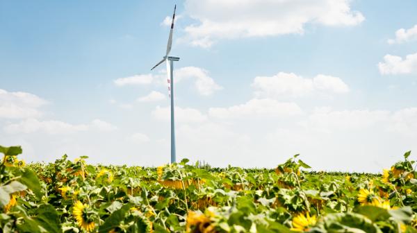 Windräder in einem Sonnenblumenfeld