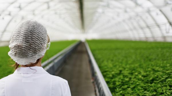 Neue Gentechnik im Glashaus