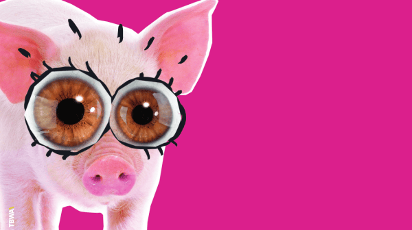 Teaser GLOBAL 2000 Jahresreport 2016 - Ferkel