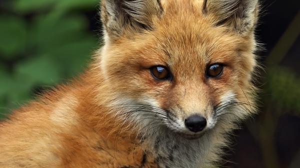 Teaser GLOBAL 2000 Jahresbericht 2021 - Fuchs