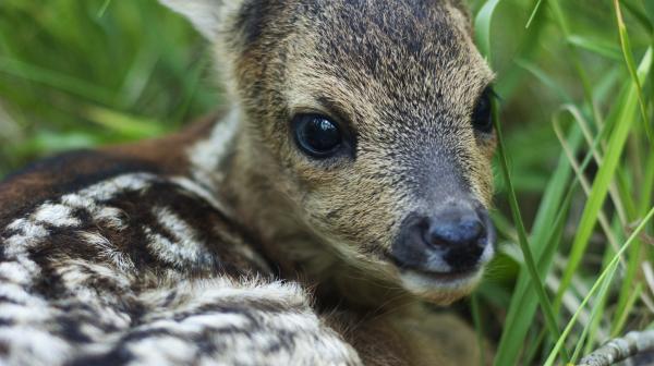 Teaser GLOBAL 2000 Jahresbericht 2021 - Rehkitz in der Wiese