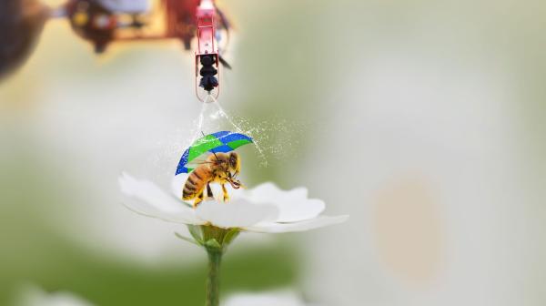 Biene auf Blüte