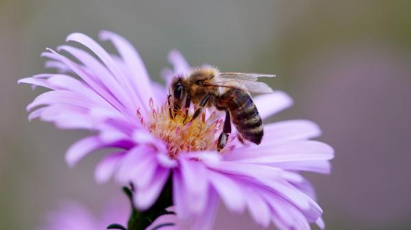 Biene auf Blume