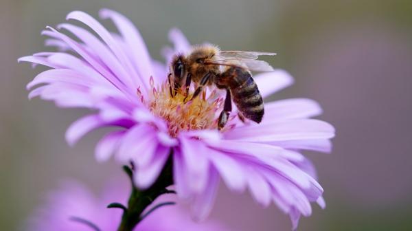 Biene auf Blume