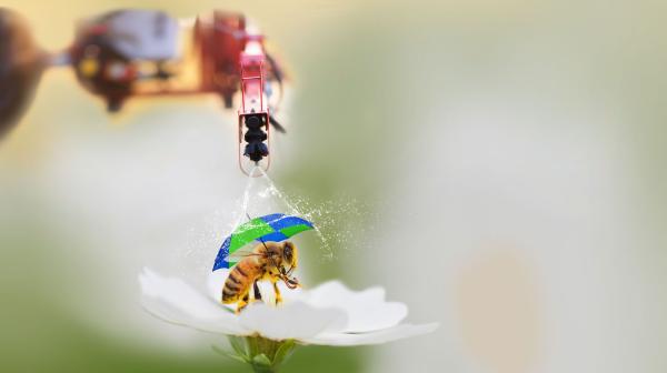 Biene auf Blüte