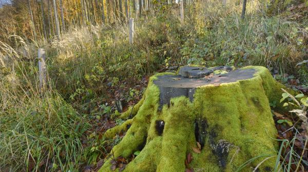 Natura 2000 Naturwald Fällung im Yspertal
