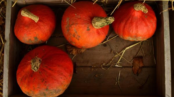 Hokkaido-Kürbisse in einer Kiste