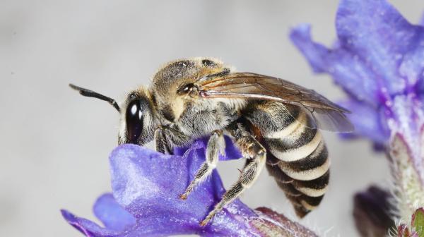 Foto von Ochsenzungen Seidenbiene