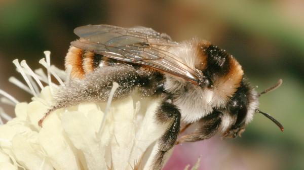 Skabiosen Hosenbiene, Weibchen