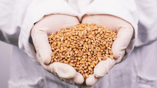 Person trägt weiße Handschuhe und hat Getreidekörner in der Hand