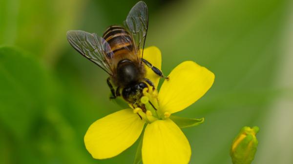 Biene auf Rapsblüte
