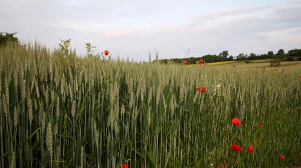 Weizenfeld im Frühjahr