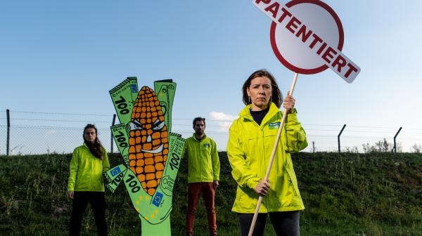 Aktivistin mit Patentiert-Schild, im Hintergrund gezeichneter Maiskolben, in Geldscheinen eingepackt (statt Blätter)