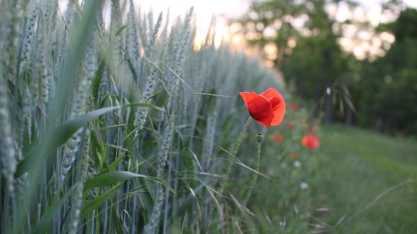 Weizenfeld mit Mohnblume im Sonnenuntergang