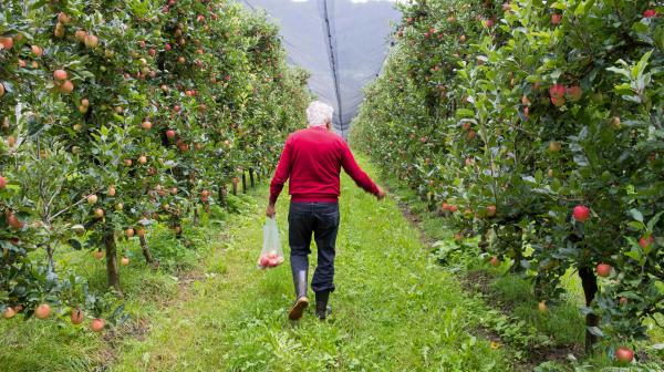 Mann geht durch Apfelplantage