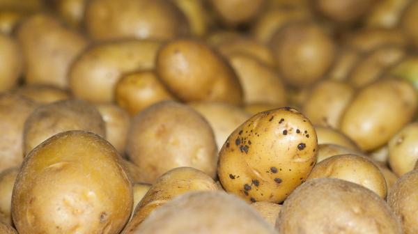 Ein Berg voller Kartoffeln