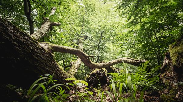 dicht bewachsener Naturwald mit saftigem Grün