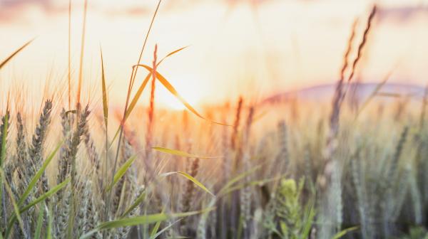 Feld im Sonnenaufgang