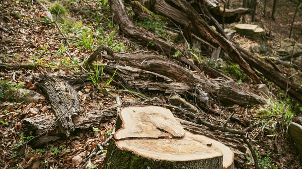 Baumstumpf im Vordergrund, im Hintergrund Naturwald