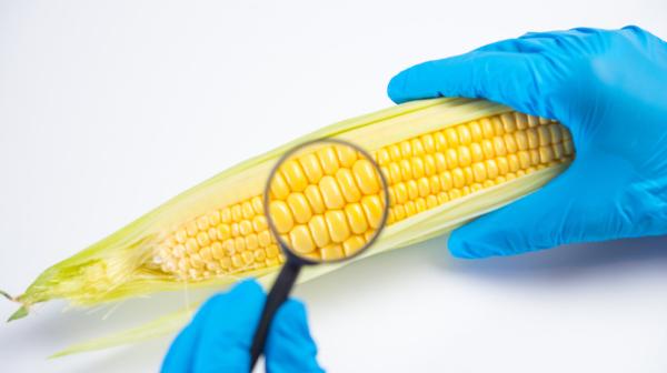 Hand mit blauen Plastikhandschuh hält Maiskolben und untersucht mit der anderen Hand mit einer Lupe