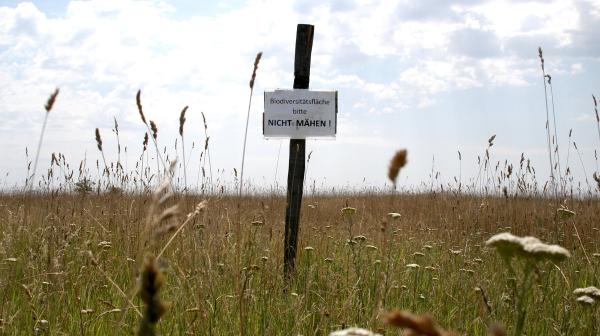 Biodiversitätsfläche mit einem Schild auf dem steht: "Biodiversitätsfläche bitte nicht mähen"