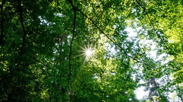 grüne Baumkrone in der Sonne