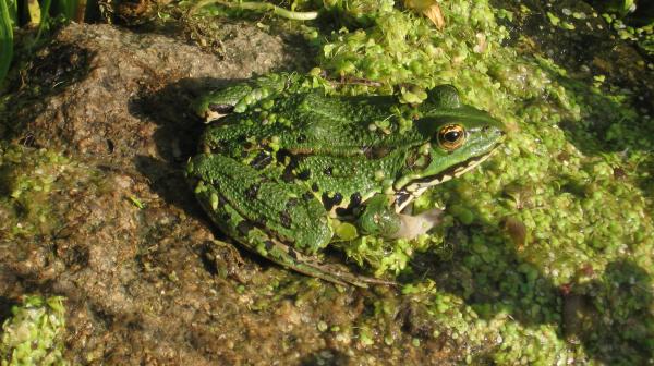 Ein Wasserfrosch sitzt am Rande eines Teiches.