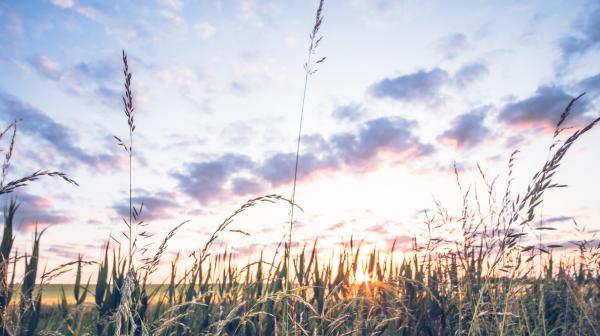 Getreidefeld in der Morgenstimmung mit dramatischen Wolken