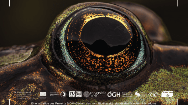 Close-Up eines Froschauges.