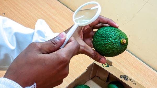 Mit einer Lupe wird eine Avocado untersucht