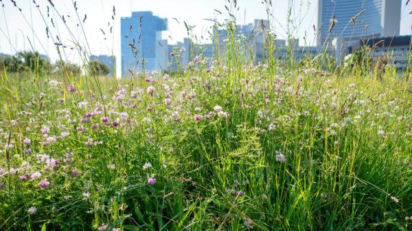 Blumenwiese vor einer Stadt
