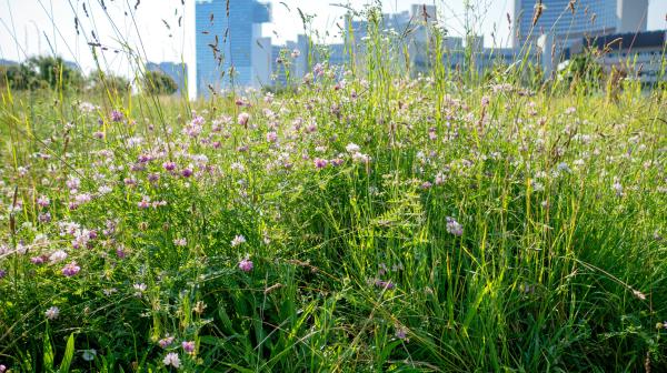 Blumenwiese vor der Wiener Donaucity.