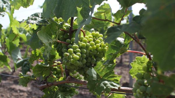 Weintrauben an einer Weinrebe