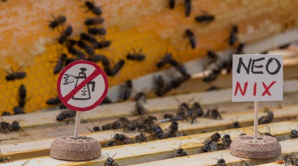 Viele Bienen in einem Bienenstock. Davor ein Schild mit einer durchgestrichenen Spritzkanne und ein Schild, auf dem steht: Neo Nix