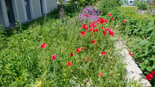 Blumenwiese vor Wohnsiedlung