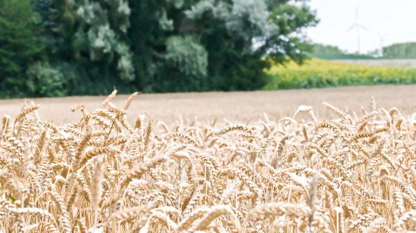 Getreidefeld