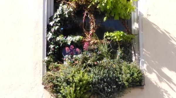 Fenster in dem vielfältige Pflanzen wuchern